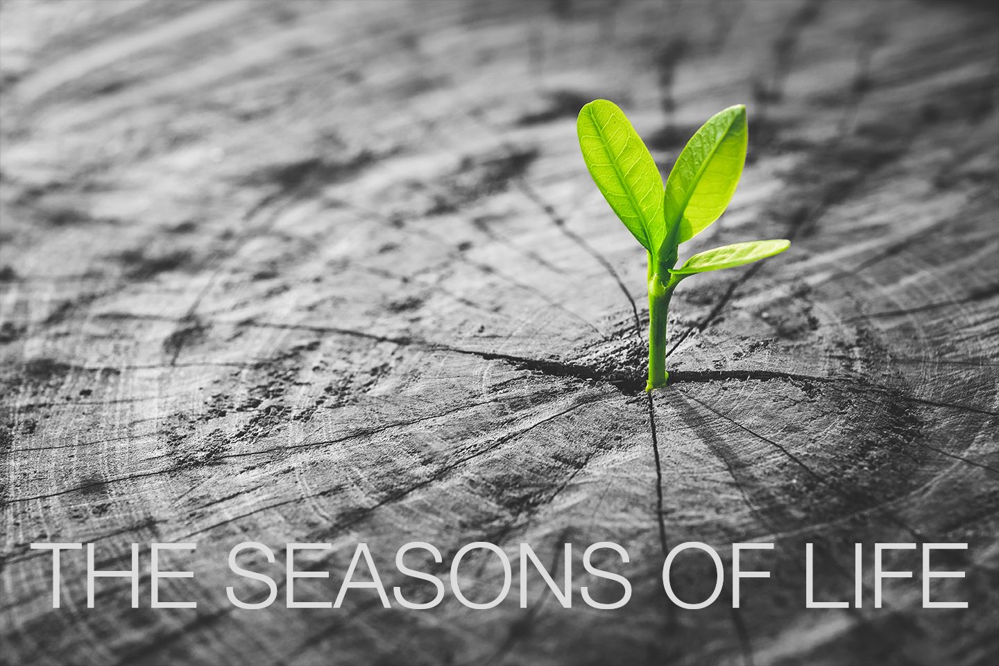 Seasons of Life project